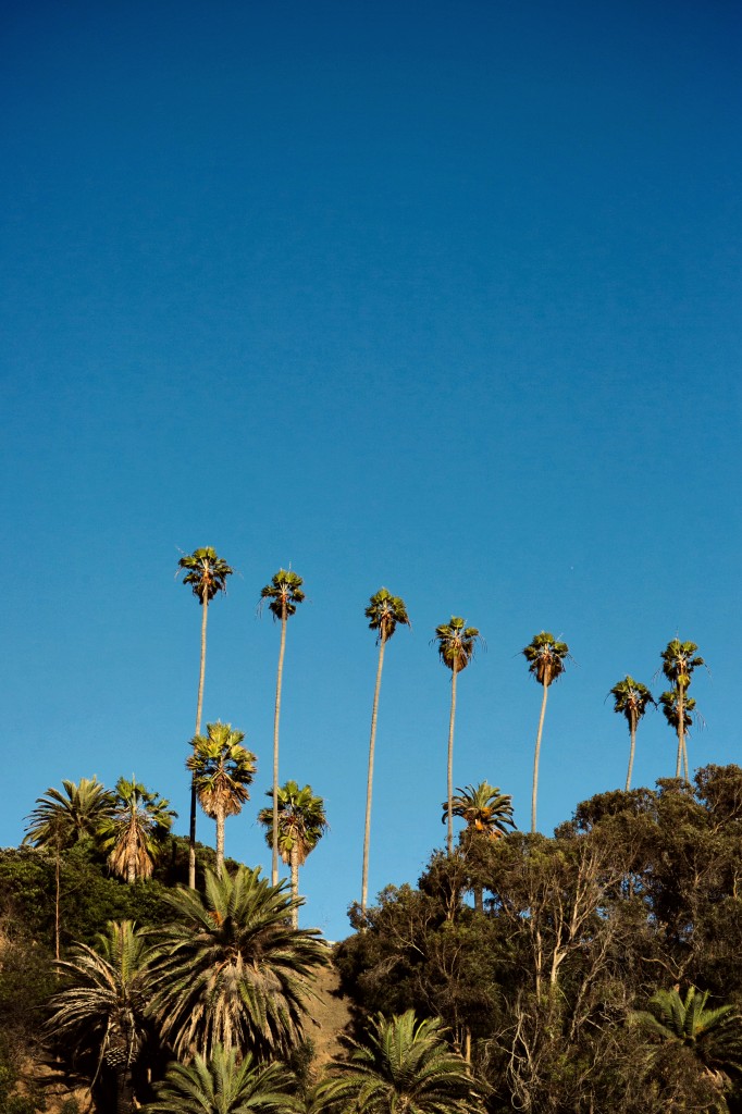 beach wedding in santa monica photo